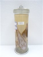 藏品(寡鱗瞻星魚)的圖片